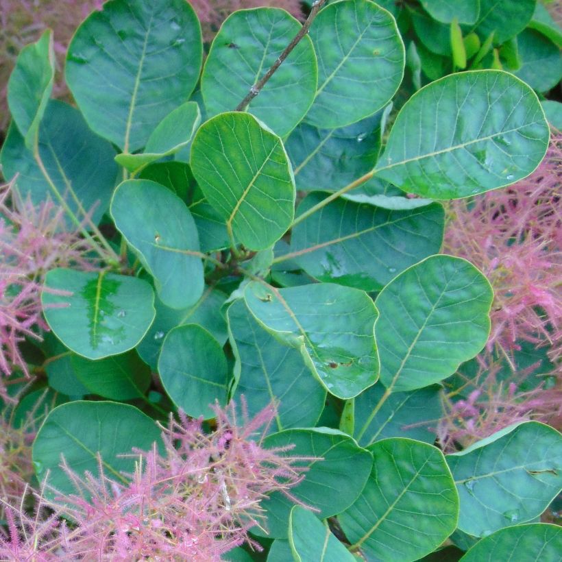 Cotinus Smokey Joe - Pruikenboom (Blad)