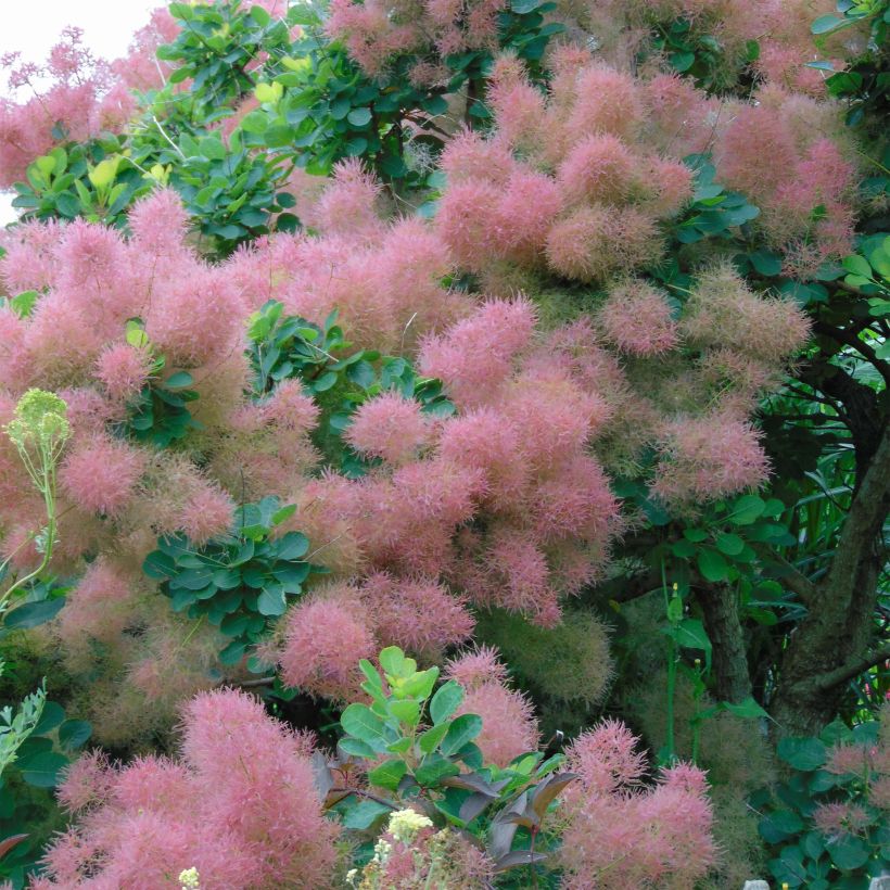 Cotinus Smokey Joe - Pruikenboom (Bloei)