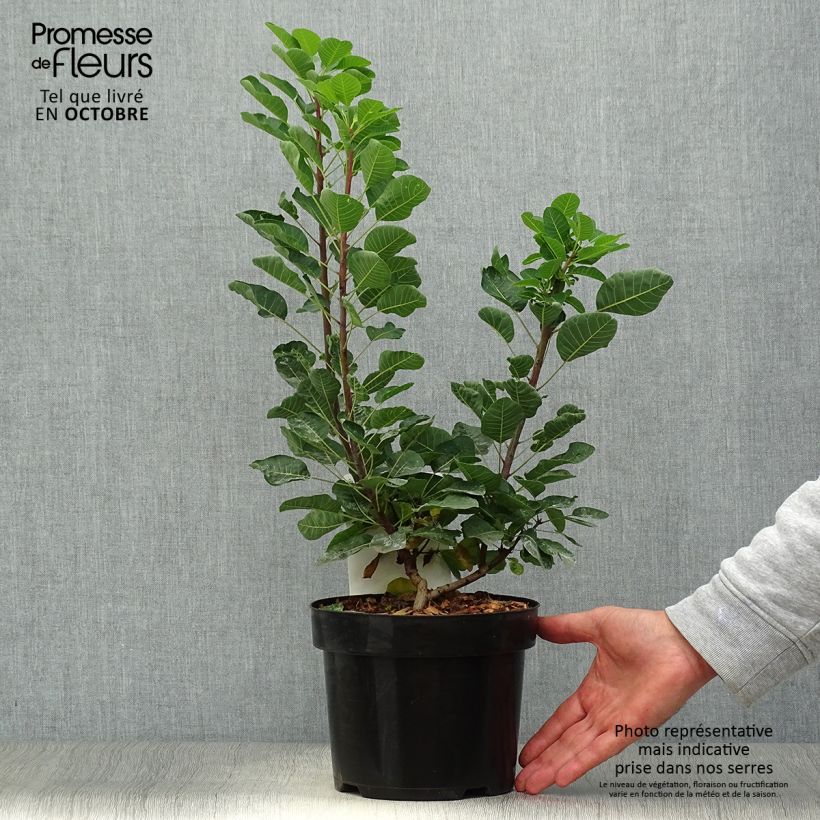 Exemplaar van Cotinus Smokey Joe - Pruikenboom Pot van 3 l/4 l zoals geleverd in de herfst