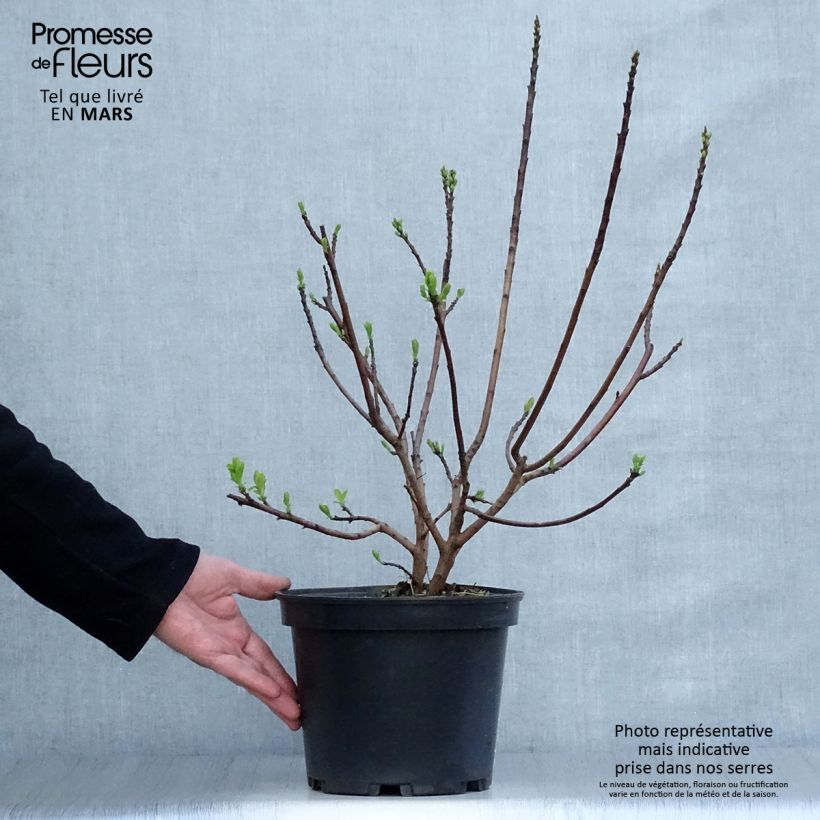 Exemplaar van Cotinus Smokey Joe - Pruikenboom Pot van 3 l/4 l zoals geleverd in de lente