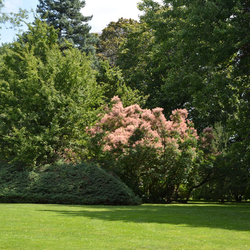 Cotinus coggygria - Pruikenboom (Groeiplaats)