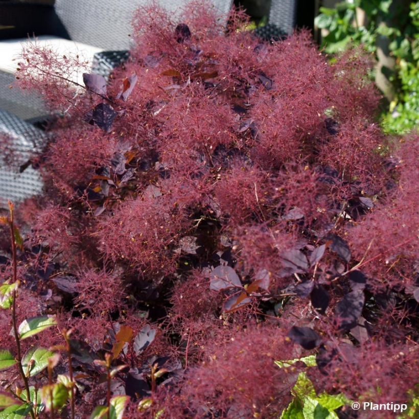 Cotinus coggygria Dusky Maiden - Pruikenboom (Flowering)