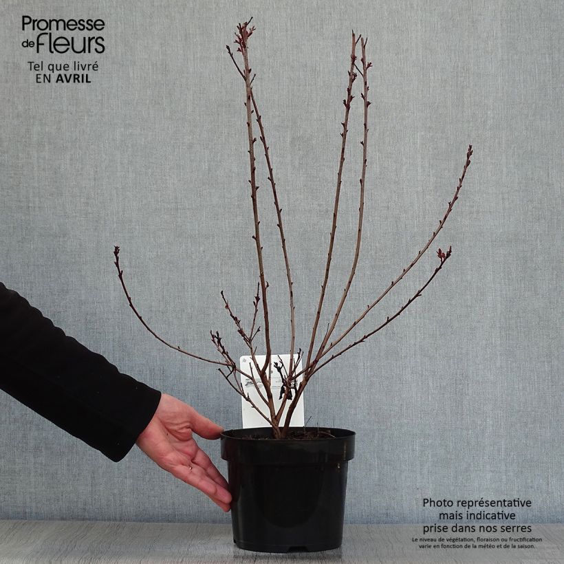 Example of Cotinus coggygria Dusky Maiden - Pruikenboom Pot van 3 l/4 l as you get in printemps