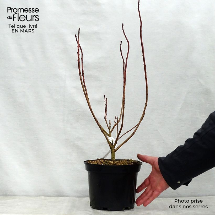 Exemplaar van Cotinus coggygria Flamissimo - Pruikenboom Pot van 3 l/4 l zoals geleverd in de lente