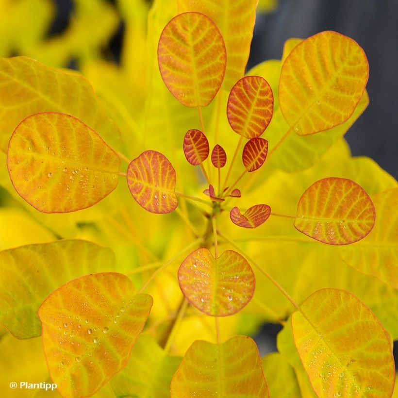 Cotinus coggygria Golden Lady - Pruikenboom (Blad)