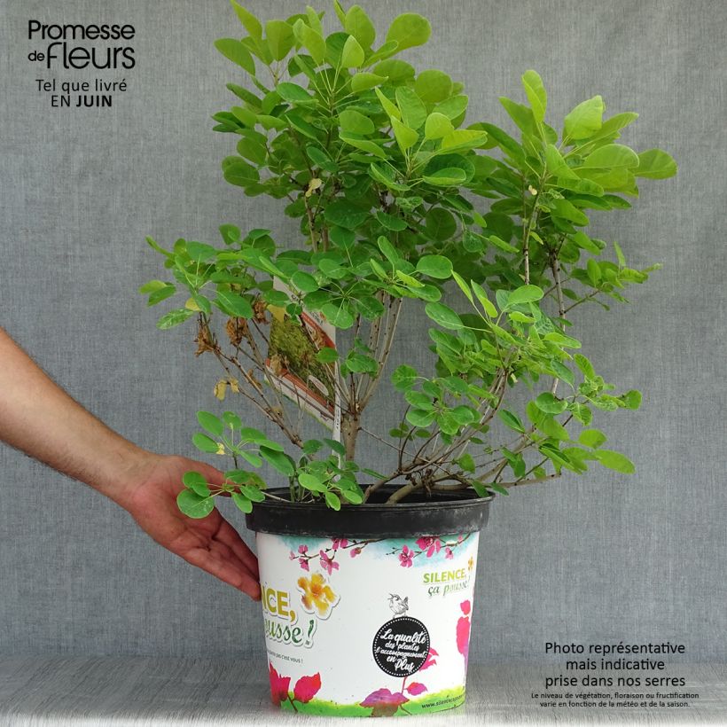 Exemplaar van Cotinus coggygria Golden Lady - Pruikenboom Pot van 7,5 l/10 l zoals geleverd in de zomer