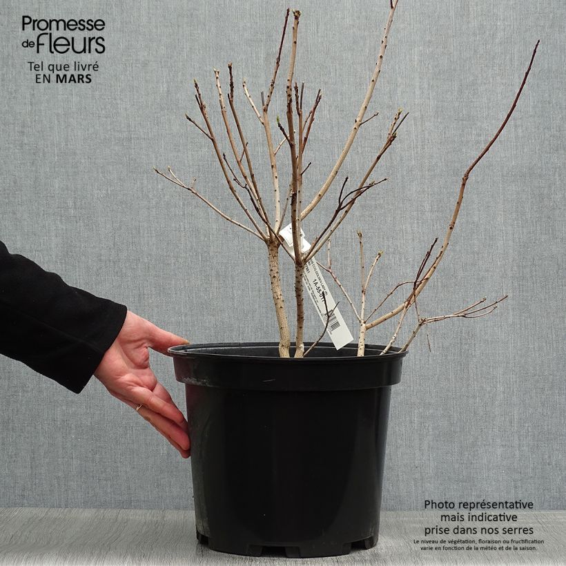Exemplaar van Cotinus coggygria Golden Lady - Pruikenboom Pot van 7,5 l/10 l zoals geleverd in de lente