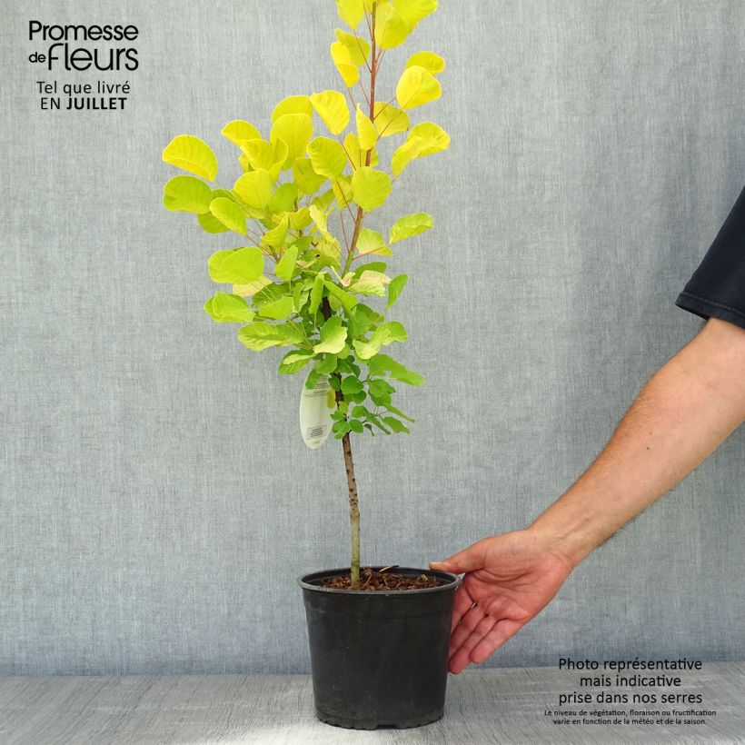 Exemplaar van Cotinus coggygria Golden Spirit - Pruikenboom Pot van 2 l/3 l zoals geleverd in de zomer