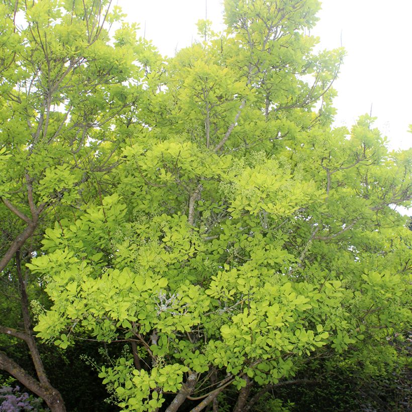Cotinus coggygria Golden Spirit - Pruikenboom (Groeiplaats)
