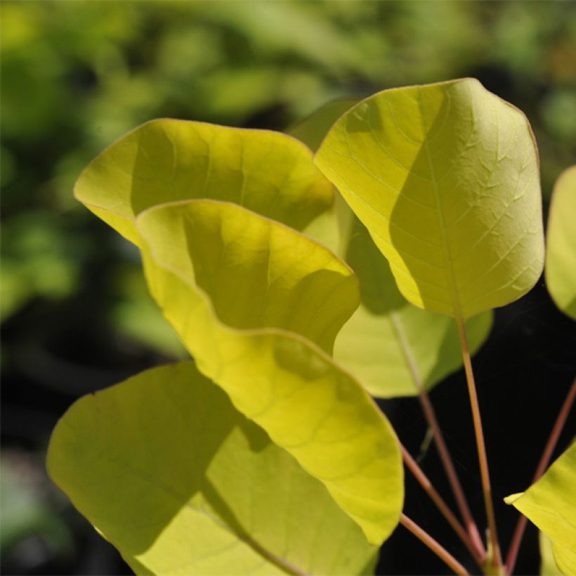 Cotinus coggygria Golden Spirit - Pruikenboom (Blad)