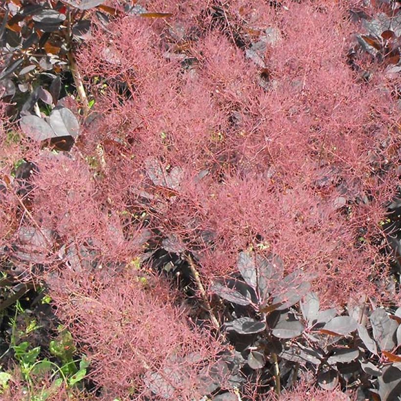 Cotinus coggygria Lilla - Pruikenboom (Flowering)