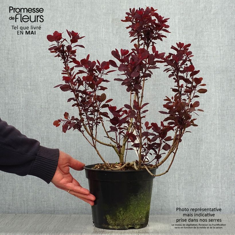 Example of Cotinus coggygria Lilla - Pruikenboom Pot van 3 l/4 l as you get in printemps