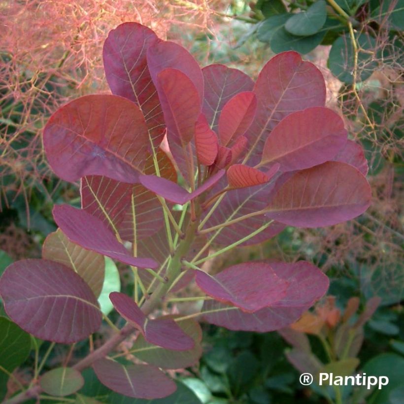 Cotinus coggygria Red Spirit - Pruikenboom (Blad)