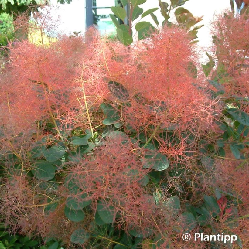 Cotinus coggygria Red Spirit - Pruikenboom (Bloei)