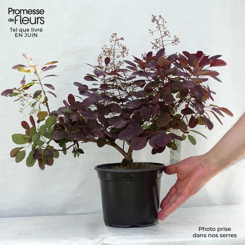 Exemplaar van Cotinus coggygria Royal Purple - Pruikenboom Pot van 2 l/3 l zoals geleverd in de zomer