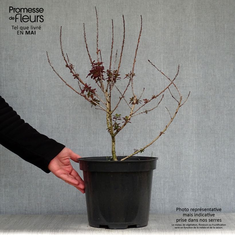 Exemplaar van Cotinus coggygria Royal Purple - Pruikenboom Pot van 4 l/5 l zoals geleverd in de lente