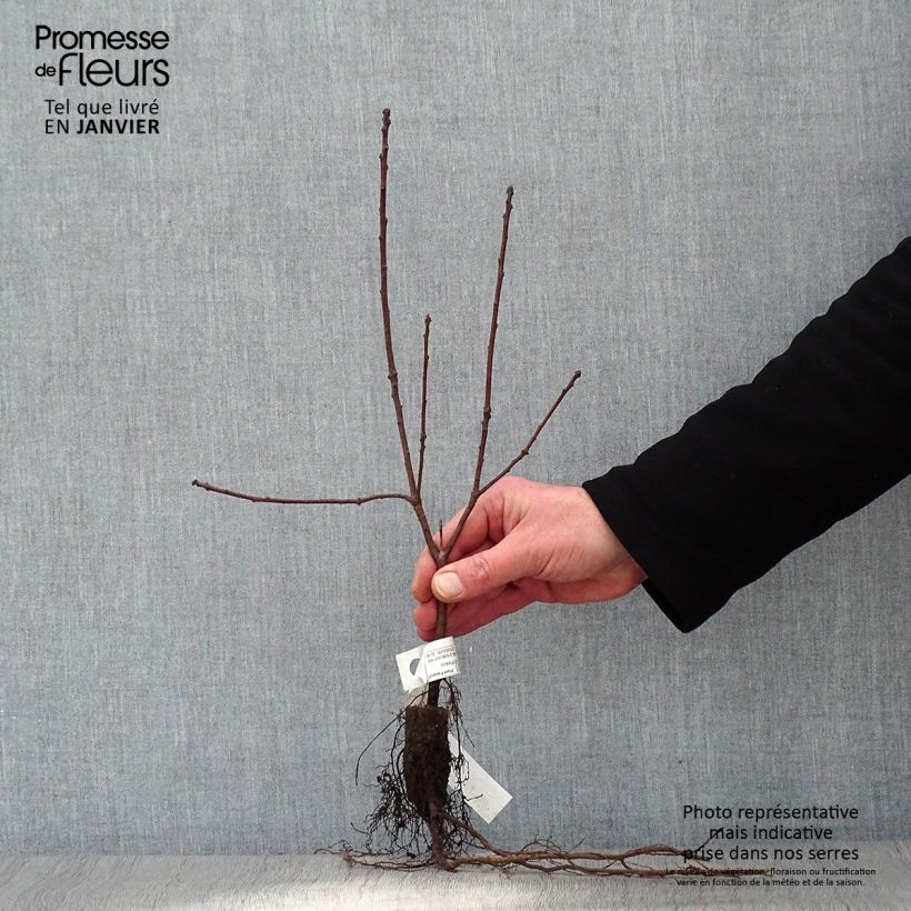 Exemplaar van Cotinus coggygria Royal Purple - Pruikenboom Naakte wortel zoals geleverd in de winter