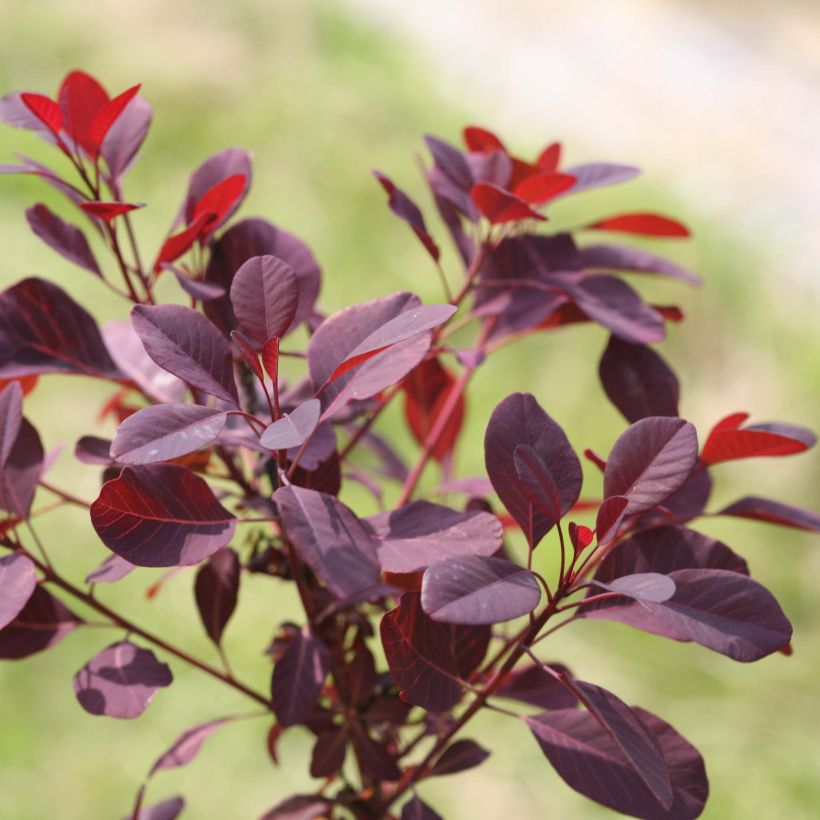 Cotinus coggygria Winecraft Black - Pruikenboom (Blad)