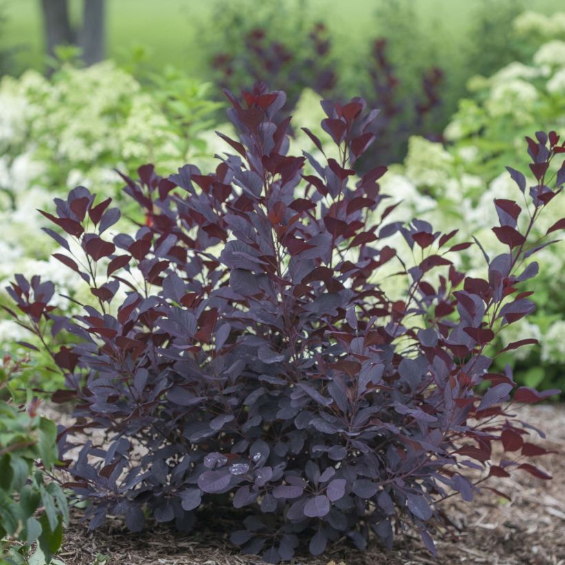 Cotinus coggygria Winecraft Black - Pruikenboom (Groeiplaats)