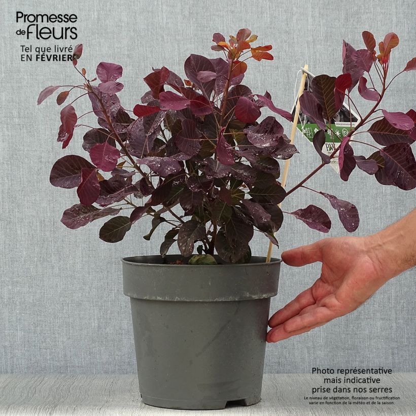Exemplaar van Cotinus coggygria Winecraft Black - Pruikenboom Pot van 3 l/4 l zoals geleverd in de herfst