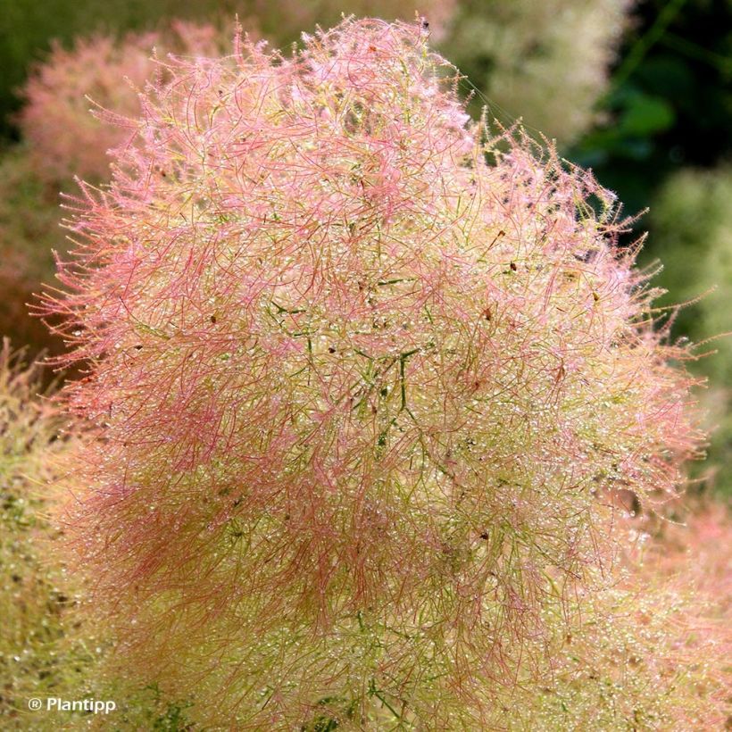 Cotinus coggygria Young Lady - Pruikenboom (Bloei)