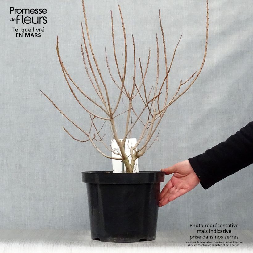 Exemplaar van Cotinus coggygria Young Lady - Pruikenboom Pot van 6 l/7 l zoals geleverd in de lente