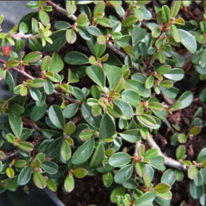 Cotoneaster dammeri Eichholz - Dwergmispel (Foliage)