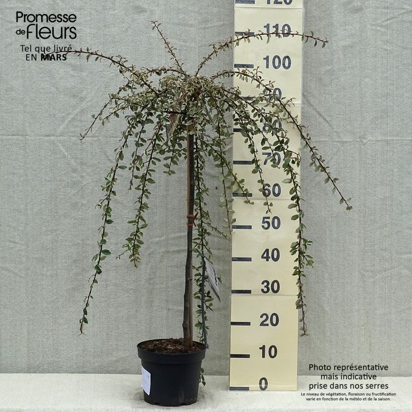 Example of Cotoneaster suecicus Juliette - Dwergmispel Pot van 4 l/5 l, Stengel as you get in printemps