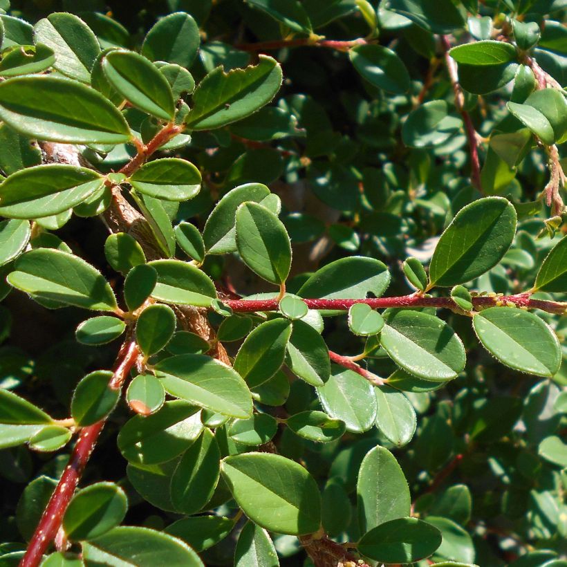 Cotoneaster suecicus Skogholm - Dwergmispel (Foliage)