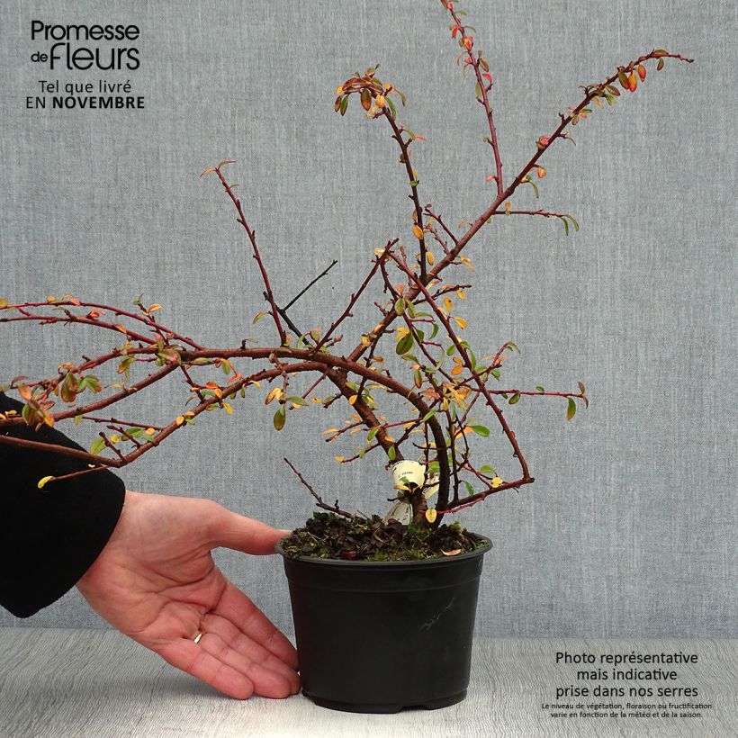 Exemplaar van Cotoneaster suecicus Skogholm - Dwergmispel Pot van 1 l/1,5 l zoals geleverd in de herfst