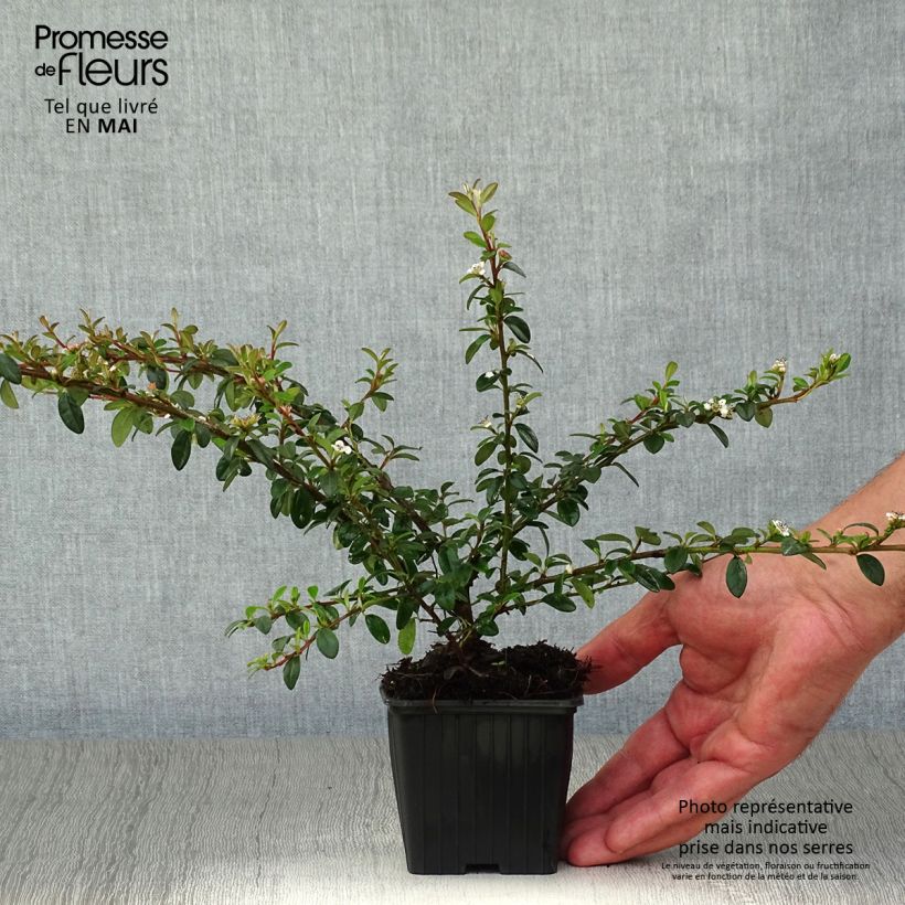 Example of Cotoneaster suecicus Skogholm - Dwergmispel Kweekpotje van 8/9 cm as you get in printemps