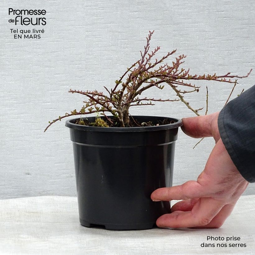 Example of Cotoneaster adpressus - Dwergmispel Pot van 1,5 l/2 l as you get in printemps