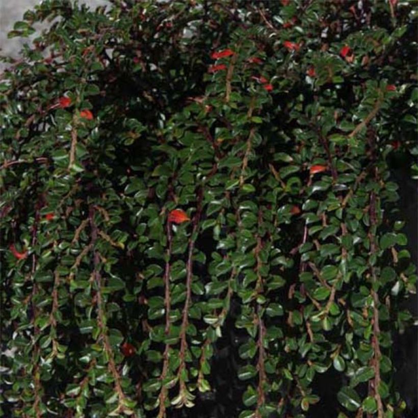 Cotoneaster adpressus Little Gem - Dwergmispel (Foliage)