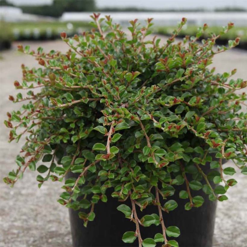 Cotoneaster adpressus Little Gem - Dwergmispel (Plant habit)