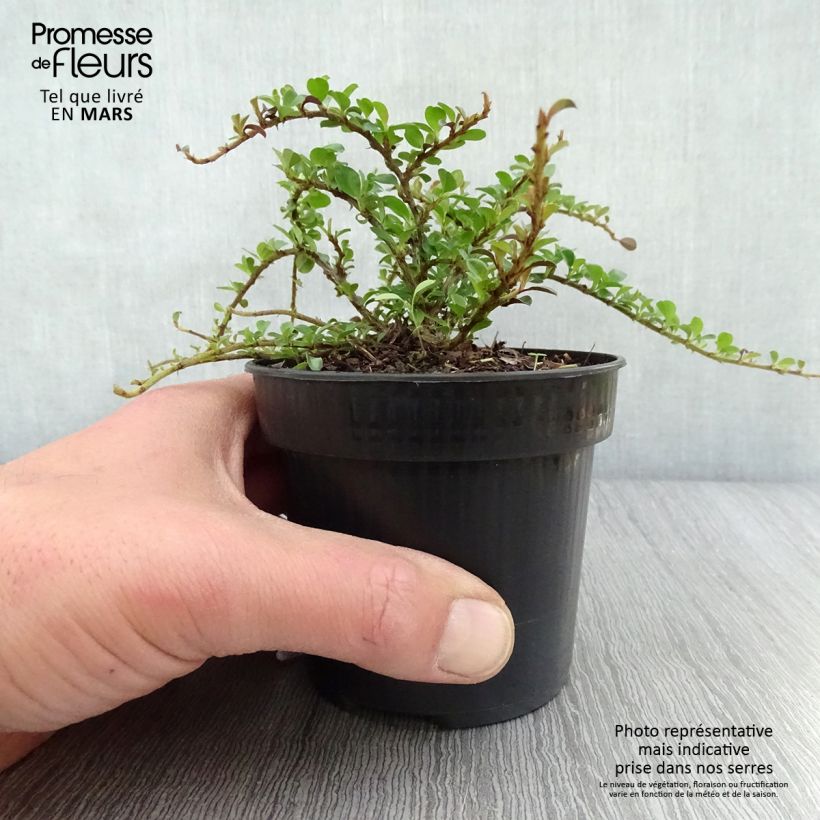 Example of Cotoneaster adpressus Little Gem - Dwergmispel Pot van 10 cm/11 cm as you get in printemps