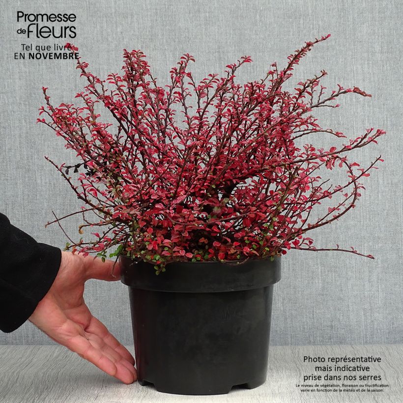 Exemplaar van Cotoneaster adpressus Little Gem - Dwergmispel Pot van 2 l/3 l zoals geleverd in de herfst