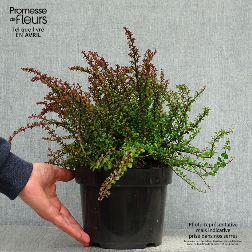 Example of Cotoneaster adpressus Little Gem - Dwergmispel Pot van 2 l/3 l as you get in printemps