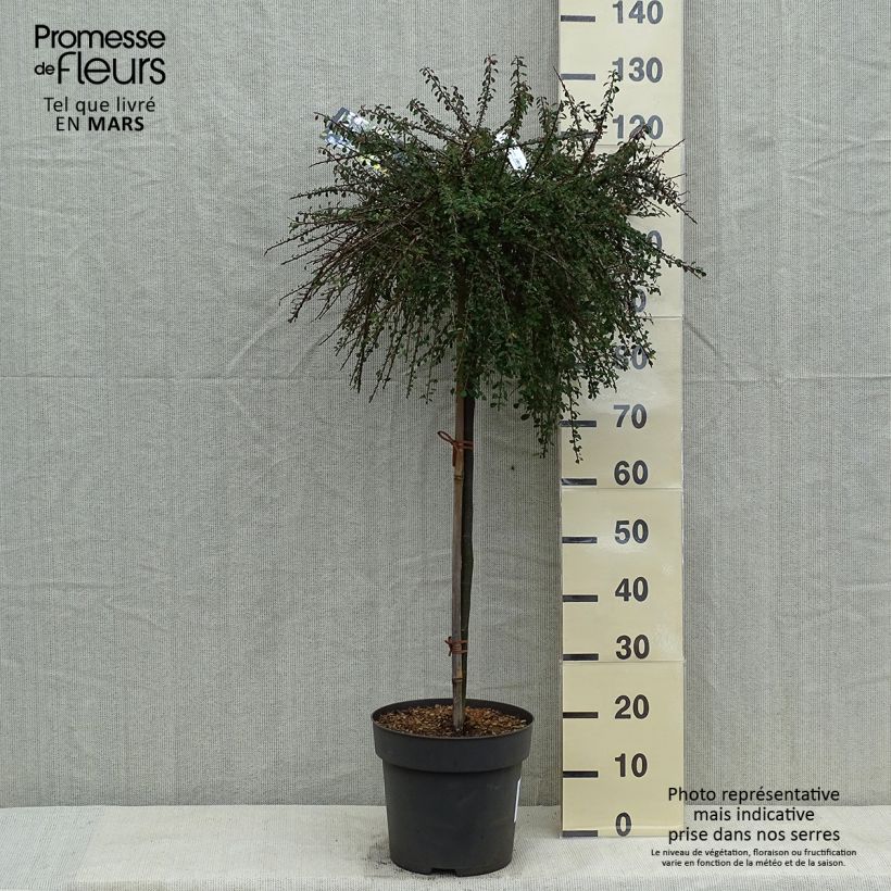 Example of Cotoneaster congestus - Dwergmispel Pot van 7,5 l/10 l, Stengel as you get in printemps