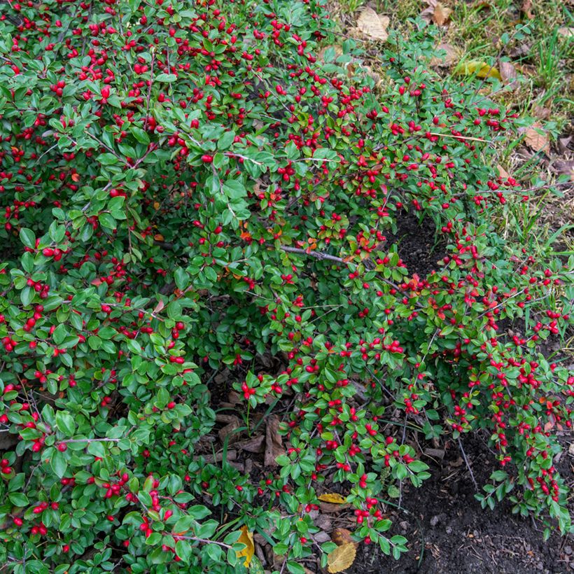 Cotoneaster dammeri - Dwergmispel (Groeiplaats)