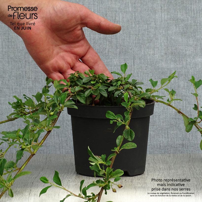 Exemplaar van Cotoneaster dammeri - Dwergmispel Kweekpotje van 8/9 cm zoals geleverd in de zomer