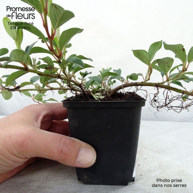 Example of Cotoneaster dammeri - Dwergmispel Kweekpotje van 8/9 cm as you get in printemps