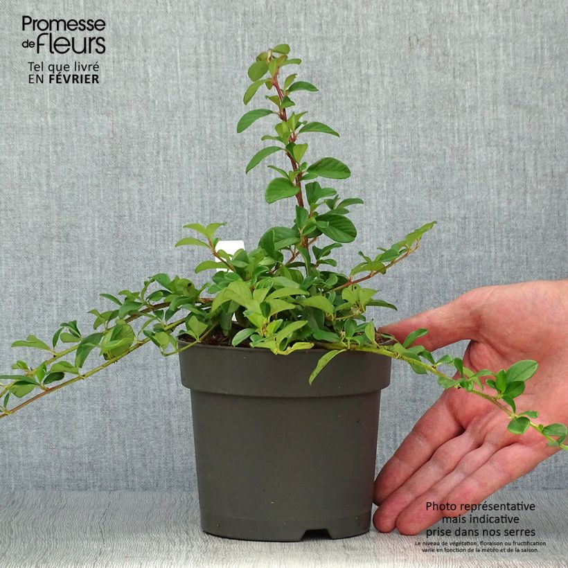 Exemplaar van Cotoneaster dammeri - Dwergmispel Pot van 1 l/1,5 l zoals geleverd in de herfst
