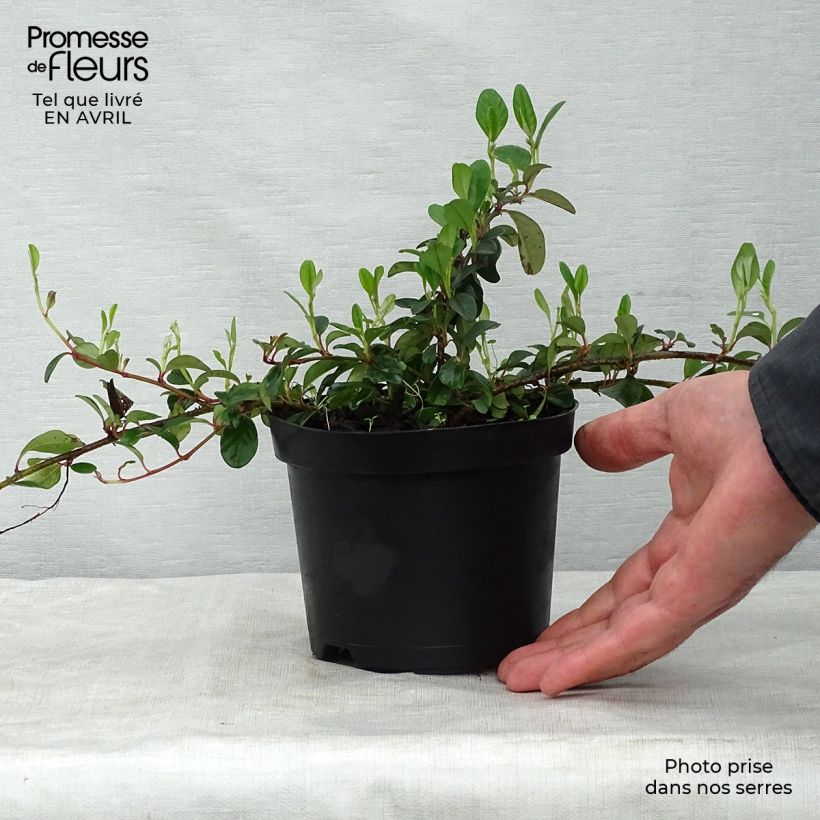 Example of Cotoneaster dammeri - Dwergmispel Pot van 1 l/1,5 l as you get in printemps