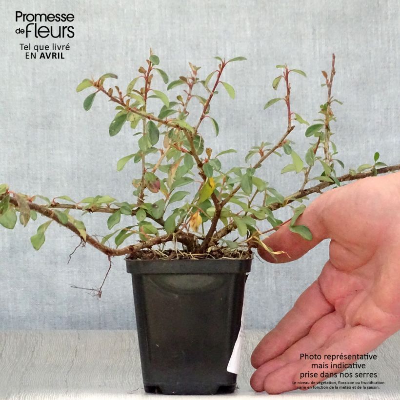 Example of Cotoneaster dammeri Eichholz - Dwergmispel Kweekpotje van 8/9 cm as you get in printemps