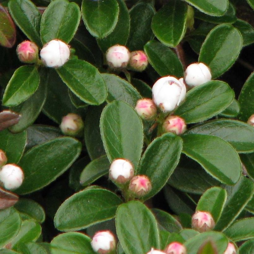Cotoneaster dammeri Evergreen - Dwergmispel (Foliage)