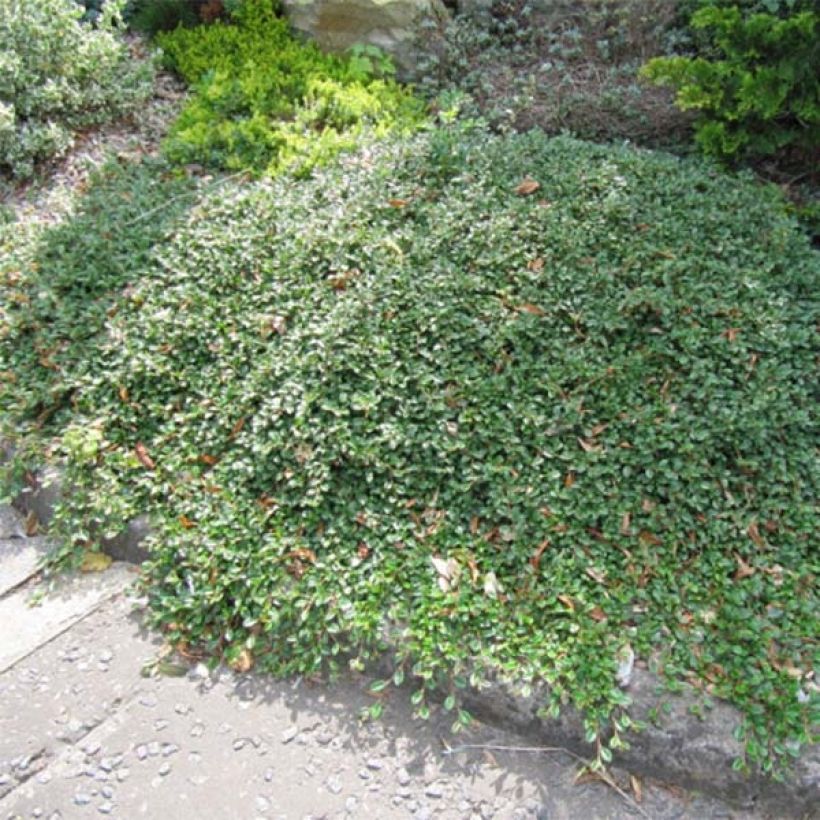 Cotoneaster dammeri Evergreen - Dwergmispel (Plant habit)