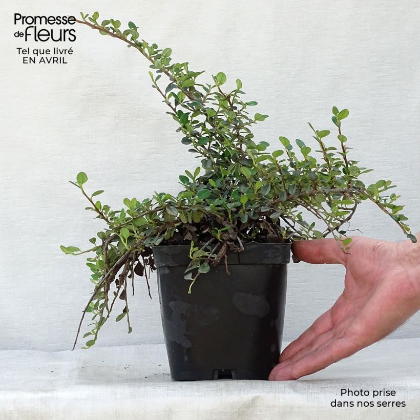 Example of Cotoneaster dammeri Evergreen - Dwergmispel Pot van 2 l/3 l as you get in printemps