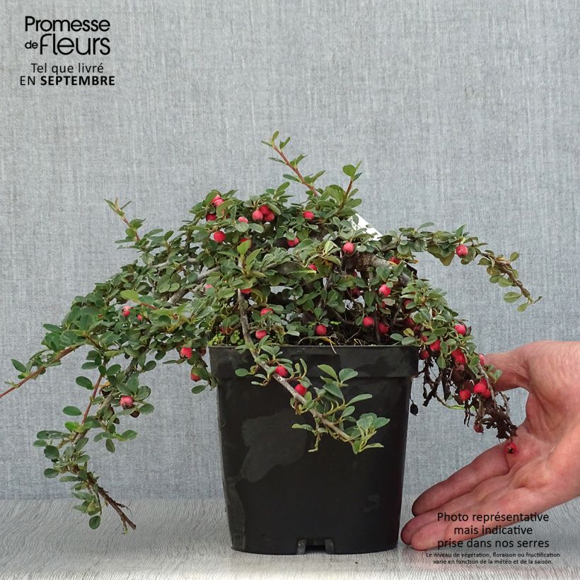 Exemplaar van Cotoneaster dammeri Evergreen - Dwergmispel Pot van 2 l/3 l zoals geleverd in de herfst
