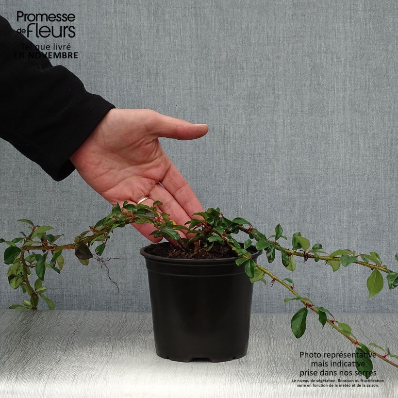 Exemplaar van Cotoneaster dammeri Major - Dwergmispel Pot van 1 l/1,5 l zoals geleverd in de herfst