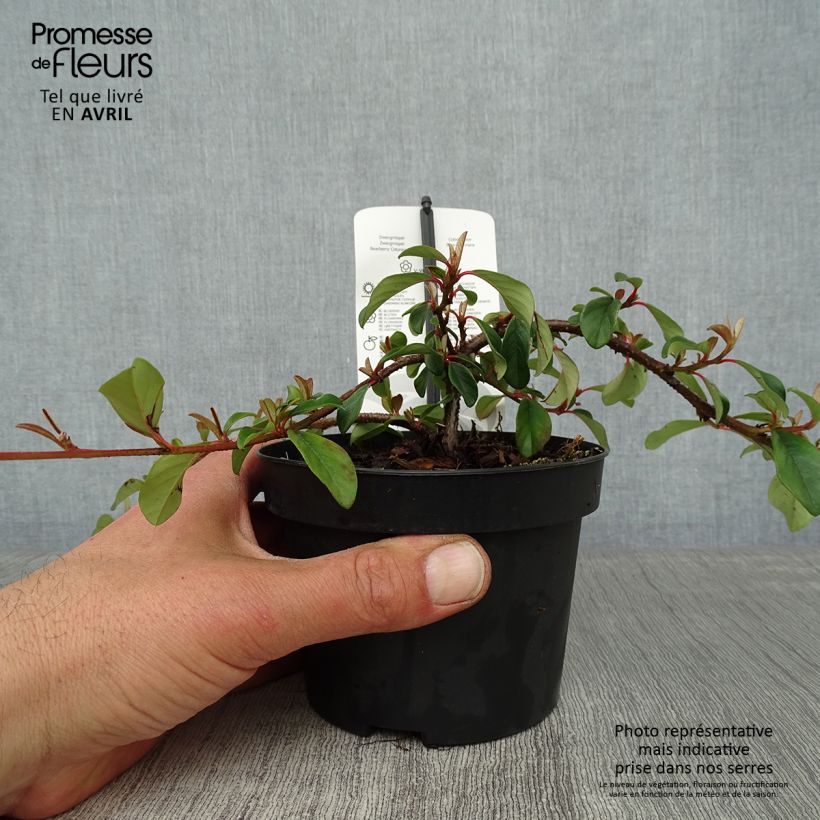 Example of Cotoneaster dammeri Major - Dwergmispel Pot van 1 l/1,5 l as you get in printemps